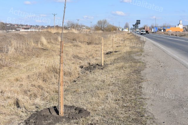 Transplantări de puieți de arbori de pe traseul rețelei de gaze de la Râpa Albastră, în diverse zone din oraș