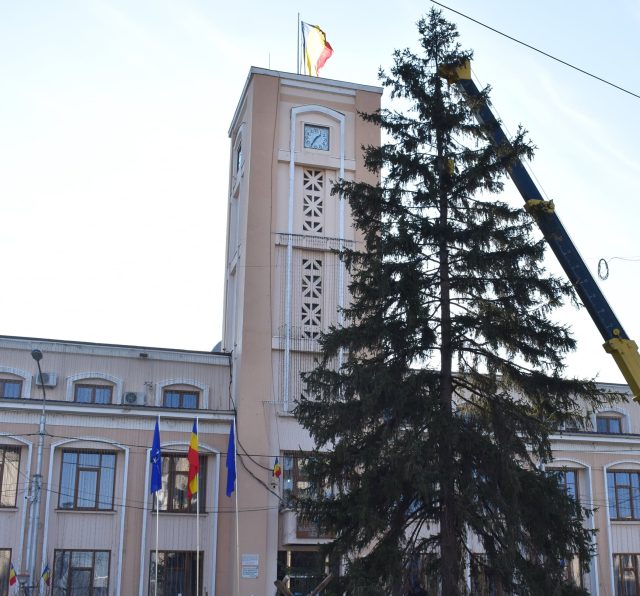 Se caută bradul pentru Crăciunul 2023! foto brad primarie