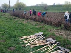 Începe campania de plantări în Grădina Publică!