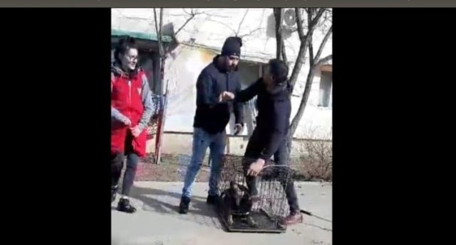 (VIDEO) Agresivitate tot mai mare la adresa personalului de capturare a câinilor fără stăpân