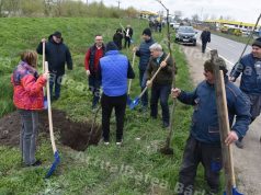Capătul de sud al Bârladului prinde culoare: plantări de tei pe strada Tecuciului
