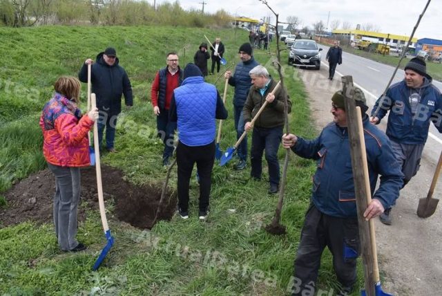 Capătul de sud al Bârladului prinde culoare: plantări de tei pe strada Tecuciului