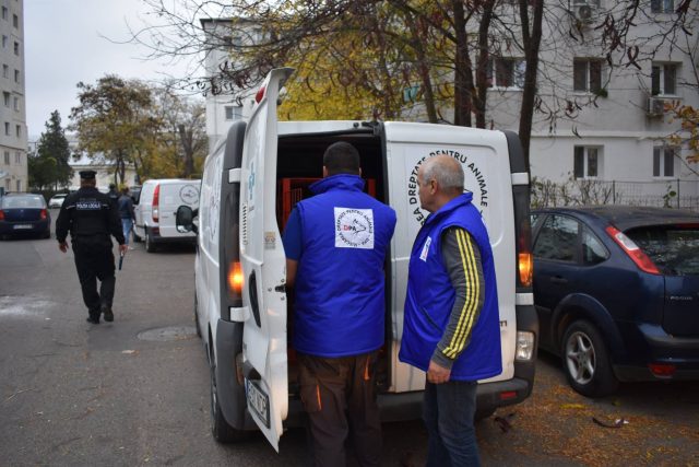 Se reia capturarea câinilor fără stăpân de pe străzile Bârladului