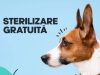 Campanie de sterilizare gratuită a câinilor cu stăpân