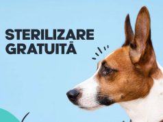 Sterilizare gratuită a câinilor cu stăpân