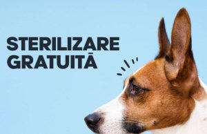 Sterilizare gratuită a câinilor cu stăpân