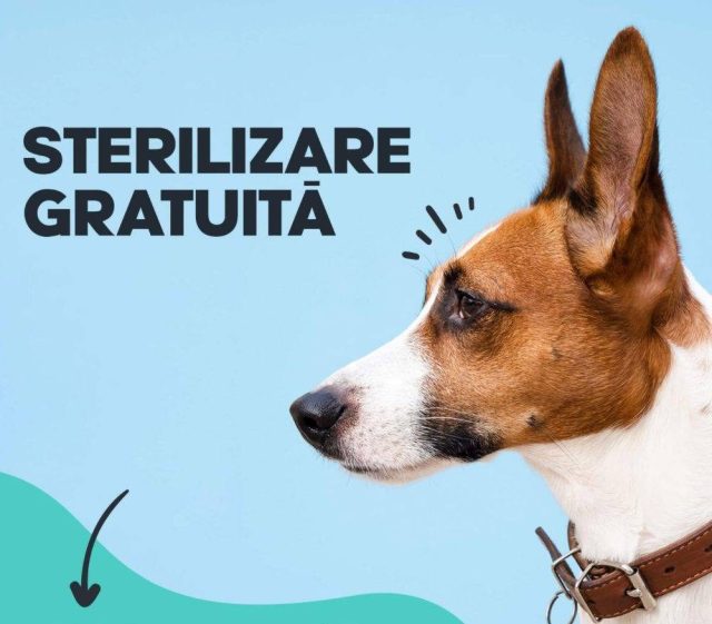 Sterilizare gratuită a câinilor cu stăpân