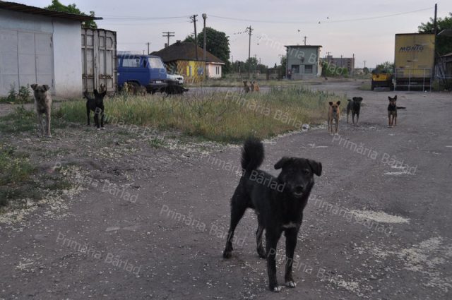 Serviciul de gestionare a câinilor fără stăpân, scos a doua oară la licitație