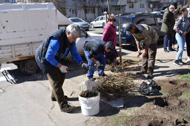 Peste 350 butași de trandafir, plantați pe spațiile verzi deteriorate ale orașului