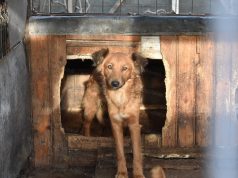 UN CRĂCIUN PENTRU FIECARE CĂȚEL! Campanie de adopții organizată la Adăpostul public