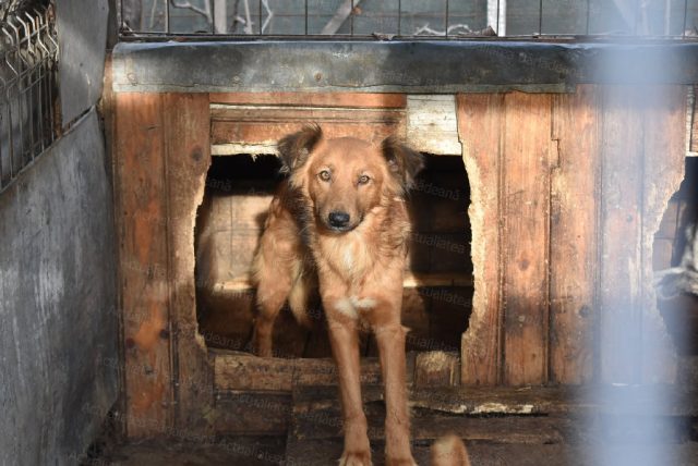 UN CRĂCIUN PENTRU FIECARE CĂȚEL! Campanie de adopții organizată la Adăpostul public