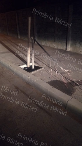 Puieți de arbori, recent plantați, distruși de persoane lipsite de bun-simț