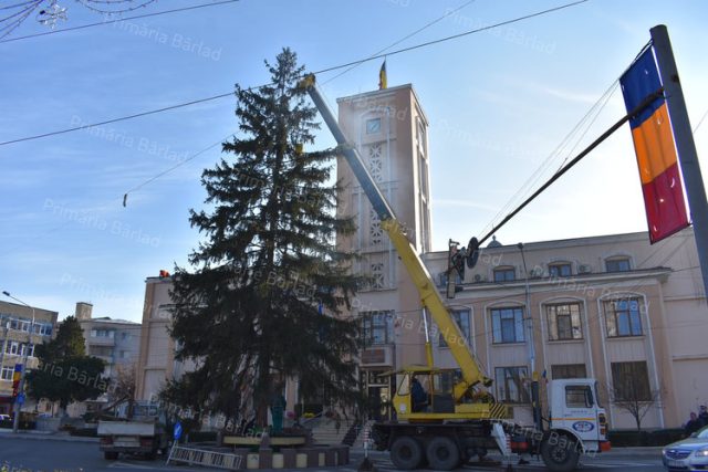 Un bârlădean a donat orașului bradul care va fi împodobit în fața primăriei