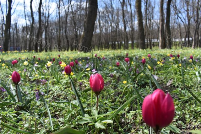 Începutul unei noi povești florale în Grădina Publică din Bârlad