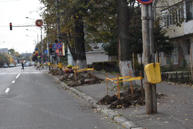 Plantări de toamnă 2020: 350 puieti de arbori, peste 3.000 butași de trandafir și 2.000 puieți de gard viu