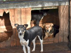 Apel urgent către bârlădeni, ONG-uri și asociațiile de protecție a animalelor din județul Vaslui!