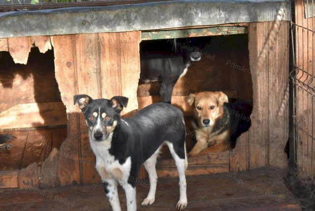 Apel urgent către bârlădeni, ONG-uri și asociațiile de protecție a animalelor din județul Vaslui!