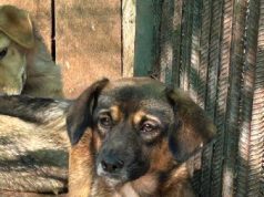 Apel urgent către cetățenii municipiului Bârlad, ONG-urile și asociațiile de protecție a animalelor din județul Vaslui!