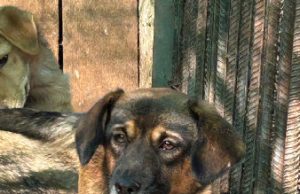 Apel urgent către cetățenii municipiului Bârlad, ONG-urile și asociațiile de protecție a animalelor din județul Vaslui!