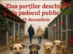 Ziua Porților Deschise la Padocul Public