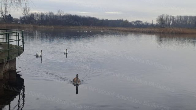 Victorie mult așteptată! 32 de hectare de pădure din zona Prodana reintră în proprietatea Bârladului
